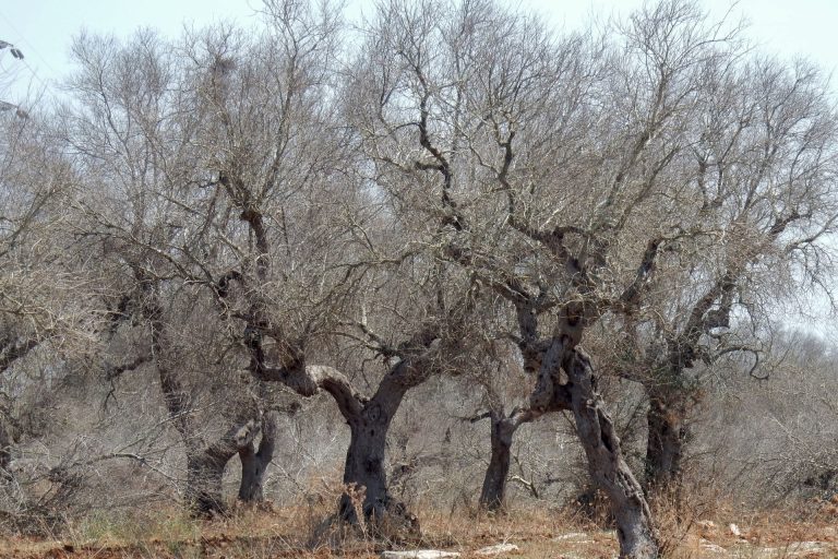 Xylella Fastidiosa, il de profundis dell’agricoltura salentina