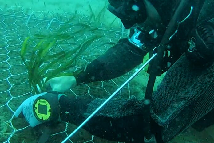 trapianto posidonia Porto Torres